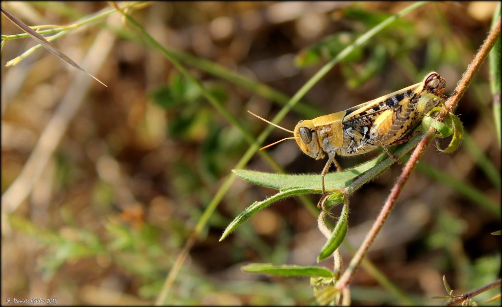 Calliptamus barbarus, femmina  (Acrididae)